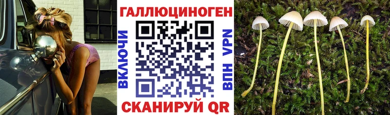 Купить  Беслан  Галлюциногенные грибы Psilocybine cubensis 